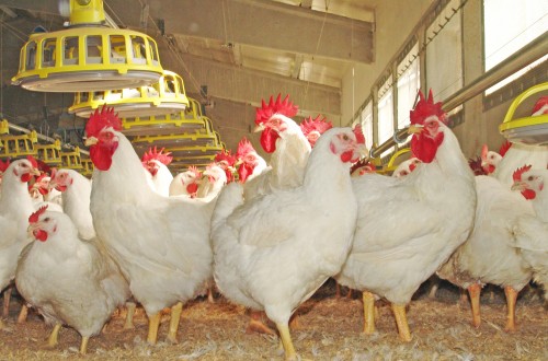 Tarragona acogerá el 21st European Symposium on Poultry Nutrition