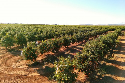 Varios países se interesan por la Octubrina, variedad de clementina cultivada en España