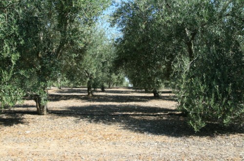 Fertinagro presenta Renovation Fuerza Líquido y Summum Líquido en Expoliva 2017