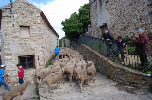 OvejoAventura: otra forma de conocer el mundo del pastor y la trashumancia en Soria