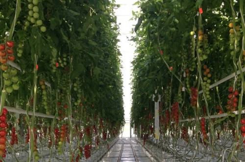 Bayer destaca la rentabilidad de su tomate cherry ramo Sintonia F1