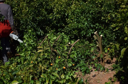 Reducido número de explotaciones ilegales de la mandarina Orri en España