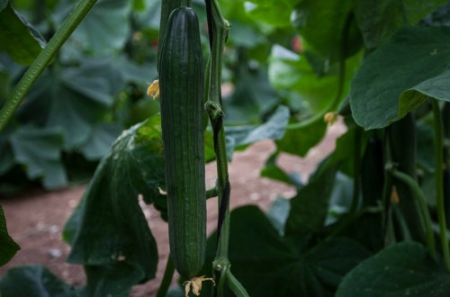 Semillas Fitó completa su oferta de pepino con Tejo