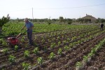 España supera a Francia y se convierte en líder de la UE en superficie dedicada a la agricultura ecológica