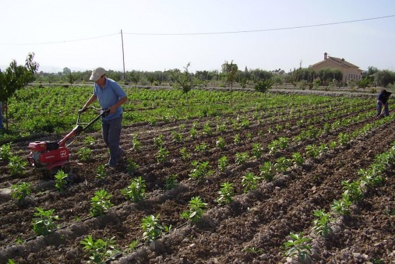 España supera a Francia y se convierte en líder de la UE en superficie dedicada a la agricultura ecológica