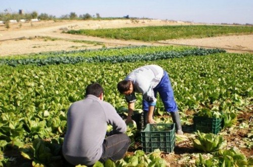 Fuerte reducción del paro y aumento de la afiliación a la Seguridad Social en el agro en mayo