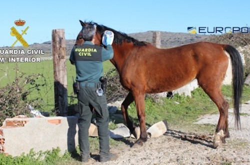 El Seprona desmantela una red de venta en Europa de carne de caballo no apta para el consumo