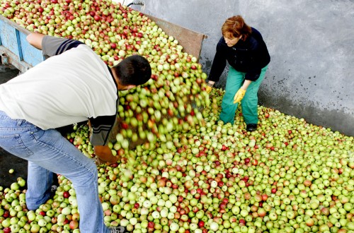 El Consorcio italiano VOG estima una menor cosecha europea de manzana