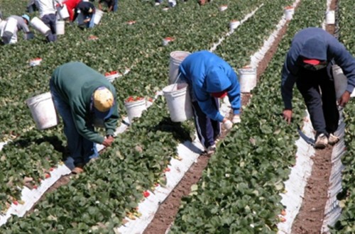 Sube el paro, baja la afiliación en el sector agrario en junio por la sequía y el fin de algunas campañas