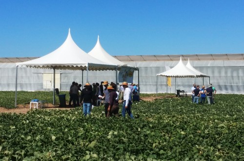 Bayer presenta nuevas resistencias a insectos vectores en melón y una línea de sandía mini para ecológico