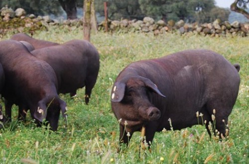 Solo el 15% de los cerdos ibéricos de bellota producidos España son amparados por una DOP