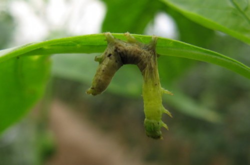 Vir-ex, la solución para el control biológico de la rosquilla verde en pimiento