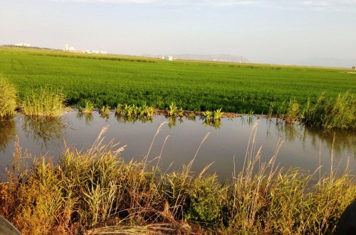 AVA-ASAJA denuncia que está en peligro el 20% de los arrozales valencianos