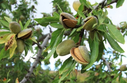 Grupo operativo para detectar y erradicar la almendra amarga en partidas dulces