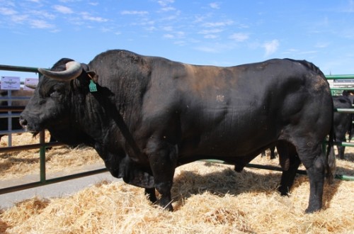 Ávila acoge la 41 Feria de la Raza Avileña-Negra Ibérica