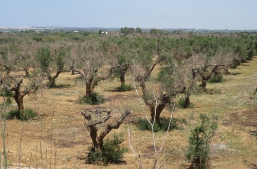 La necesaria defensa de la renta de los agricultores afectados por Xylella fastidiosa. Por Jaime Lamo de Espinosa