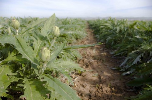 Denuncian que la importación de alcachofa egipcia congelada amenaza el consumo de producto español