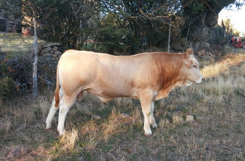 La raza Blonda de Aquitania, en la IX Feria Ganadera de Soria