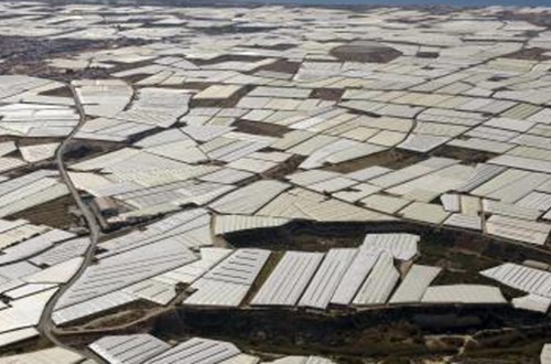 Coexphal analizará los principales retos de la horticultura de invernadero