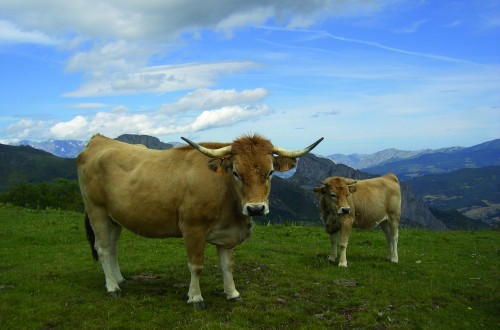 Las ganaderías de raza Casina de Asturias desde una perspectiva local de desarrollo