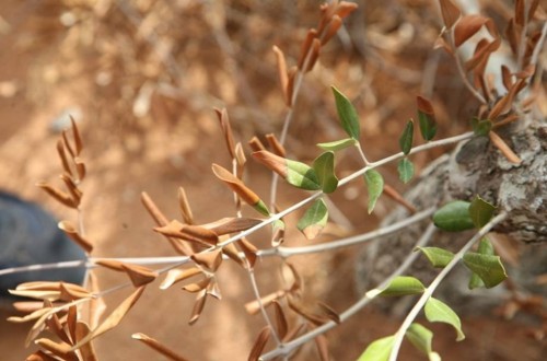 Jornada sobre la “Xylella fastidiosa: situación y actuaciones en la Comunidad Valenciana”