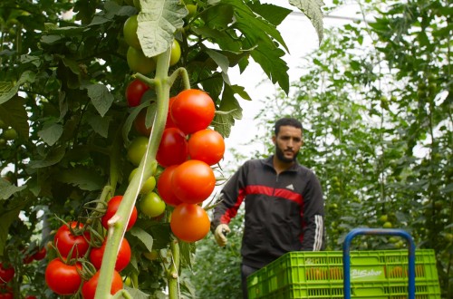 Triodos Bank financia 33.000 hectáreas de superficie agrícola ecológica en toda Europa