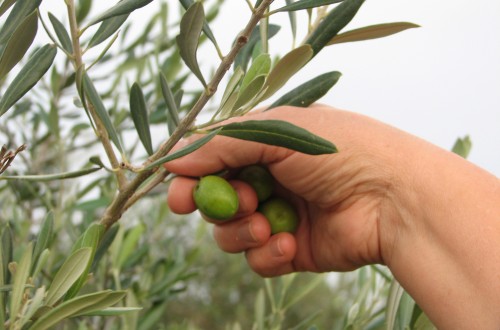 ¿Por qué necesitamos un seguro agrario?