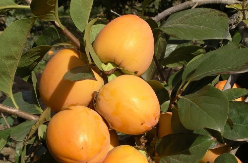 Los precios de caqui en el campo se sitúan por primera vez en su historia por debajo del coste de producción