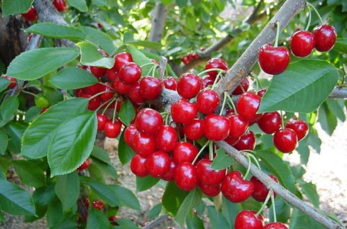 Aepla alerta de la falta de soluciones fitosanitarias que protejan el cultivo del cerezo