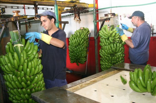 El Congreso aprueba medidas de apoyo a la actividad productiva del plátano de Canarias