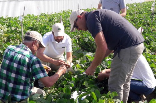 Semillas Fitó adquiere el programa de mejora de judías de Basin Seed