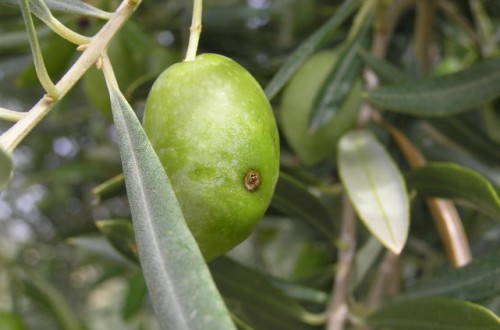 Citoliva presenta un sistema pionero para el recuento e identificación bioacústica remota de la mosca del olivo