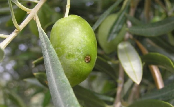 La actividad de la mosca del olivo muestra niveles bajos en todas las provincias andaluzas, a excepción de Huelva, Córdoba y Sevilla