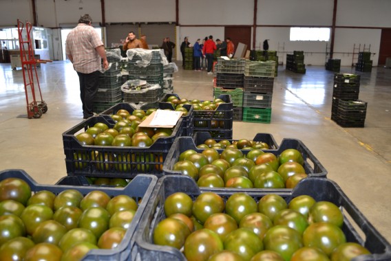 Ligero descenso de los precios agrícolas en 2024 según las primeras estimaciones