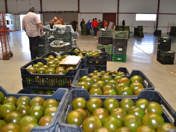 Ligero descenso de los precios agrícolas en 2024 según las primeras estimaciones