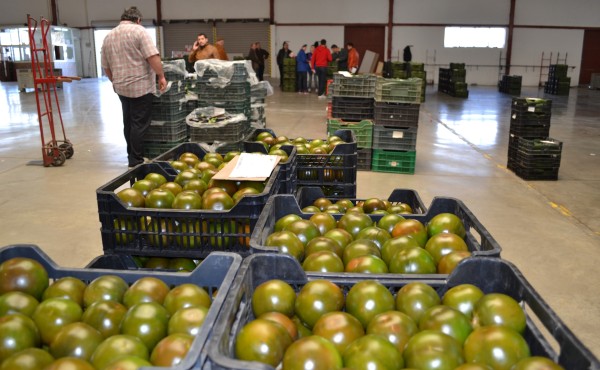 Ligero descenso de los precios agrícolas en 2024 según las primeras estimaciones