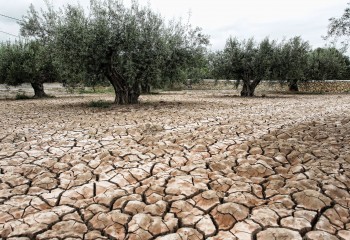 El Gobierno eleva un 10,7% el presupuesto para subvencionar los seguros agrarios en 2025