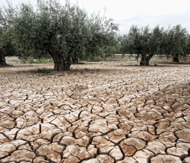 La contratación de seguros agrarios en Andalucía crece un 13% en 2024