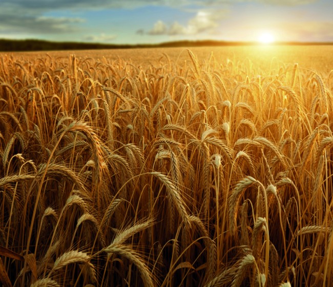 Agroseguro recuerda que el 20 de diciembre finaliza el plazo para asegurar el viñedo y los cultivos herbáceos