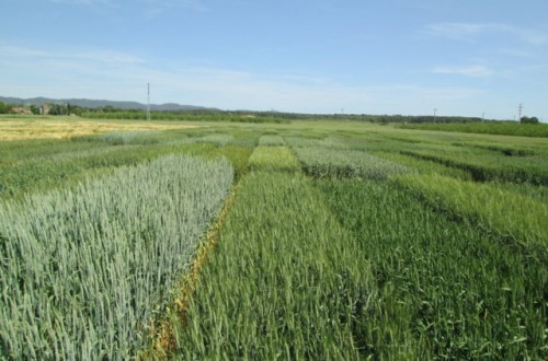 Evaluación de las nuevas variedades comerciales de cebada y trigo blando