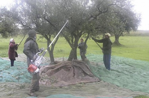 Noviembre redujo el paro y aumentó la afiliación en el sector agrario