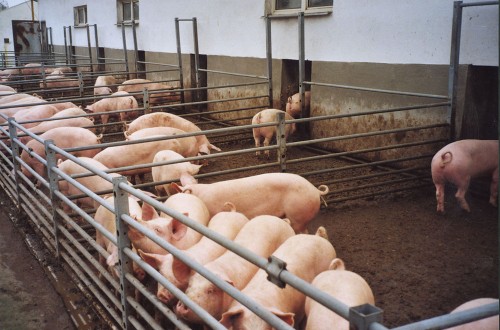 Asaja y COAG cifran en 300.000 € por instalación el sobrecoste por la adaptación de las granjas de porcino a las exigencias de bienestar animal