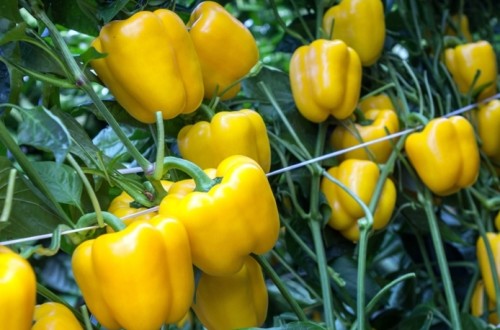 Semillas Fitó lanza su nuevo pimiento Borneo, el nuevo california amarillo con calibre G