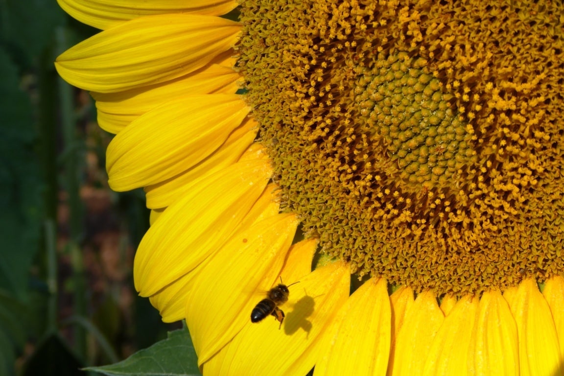 La CE lanza una consulta pública sobre acciones para frenar el declive de las abejas y otros polinizadores