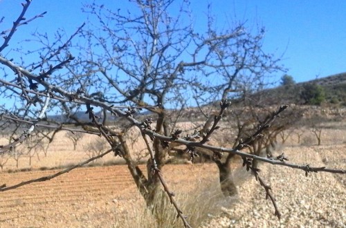 La Unió califica de duro golpe la posible eliminación de la ayuda a la superficie de fruto secos