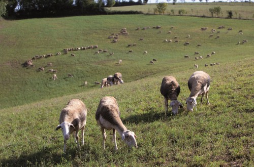 La Cátedra Oviaragón-Pastores organiza la jornada “Carne de Cordero: Salud y Sostenibilidad”