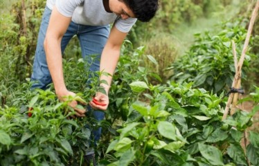 Galicia destina 45,9 millones en ayudas para jóvenes agricultores y modernización de explotaciones