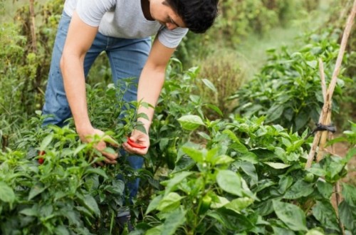 Galicia destina 45,9 millones en ayudas para jóvenes agricultores y modernización de explotaciones