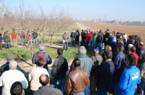 La poda del almendro en plantaciones de regadío