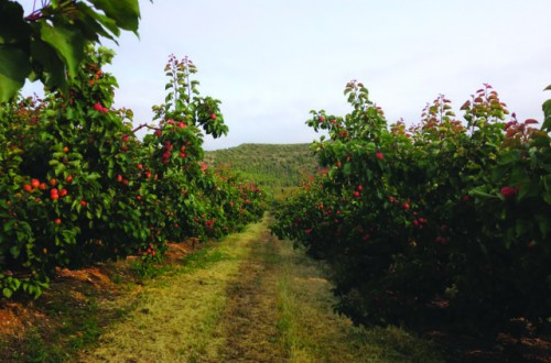 Frutas David, seña de calidad en base a una producción propia